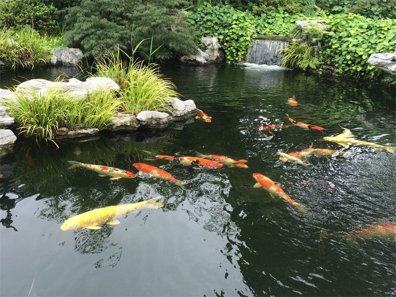 宿迁锦鲤鱼池